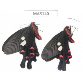 Byasa hedistus. China, W of Yunnan, Dali, Yangbi county. 2M. MA5140.