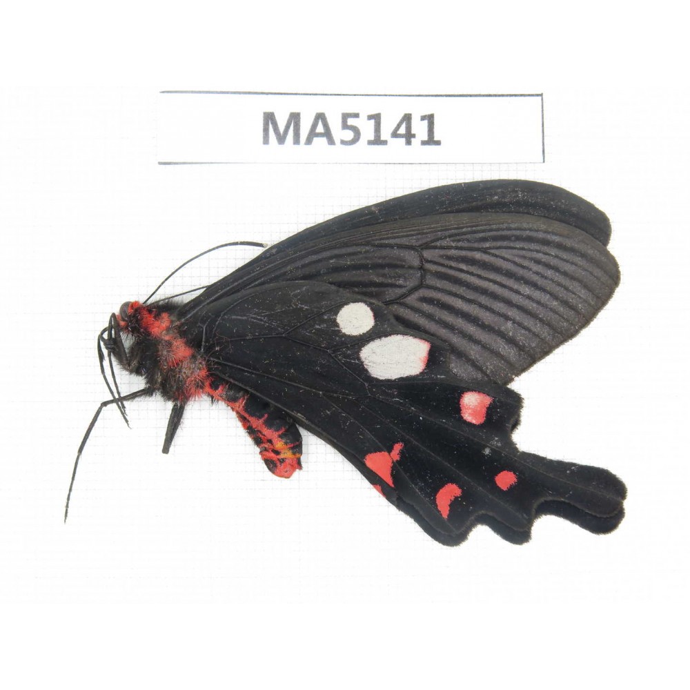 Byasa hedistus. China,  W of Yunnan,  Dali area, Yangbi county, S of Mt.Cangshan. 1M. MA5141.