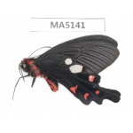 Byasa hedistus. China,  W of Yunnan,  Dali area, Yangbi county, S of Mt.Cangshan. 1M. MA5141.