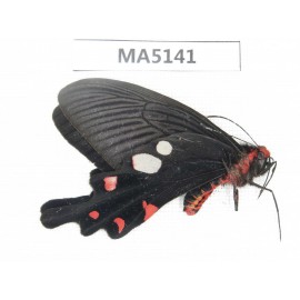 Byasa hedistus. China,  W of Yunnan,  Dali area, Yangbi county, S of Mt.Cangshan. 1M. MA5141.