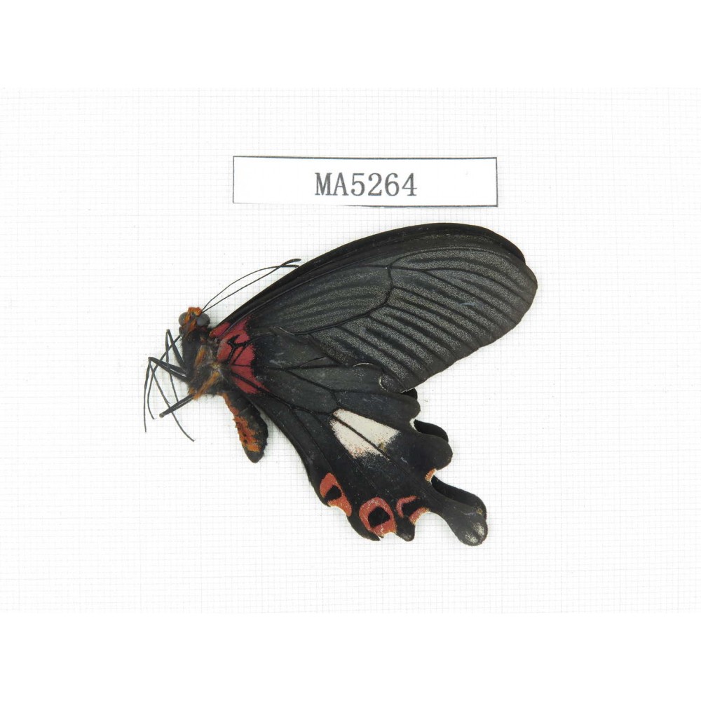 Papilio boots ssp. China, W of Yunnan, Lijiang, N of Mt.Yunling. 1M. MA5264.