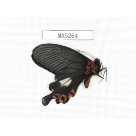Papilio boots ssp. China, W of Yunnan, Lijiang, N of Mt.Yunling. 1M. MA5264.