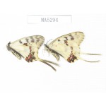 Sericinus montelus ssp. China, Jinlin, Mt.Changbaishan.2M. MA5294.