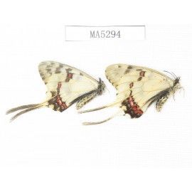 Sericinus montelus ssp. China, Jinlin, Mt.Changbaishan.2M. MA5294.