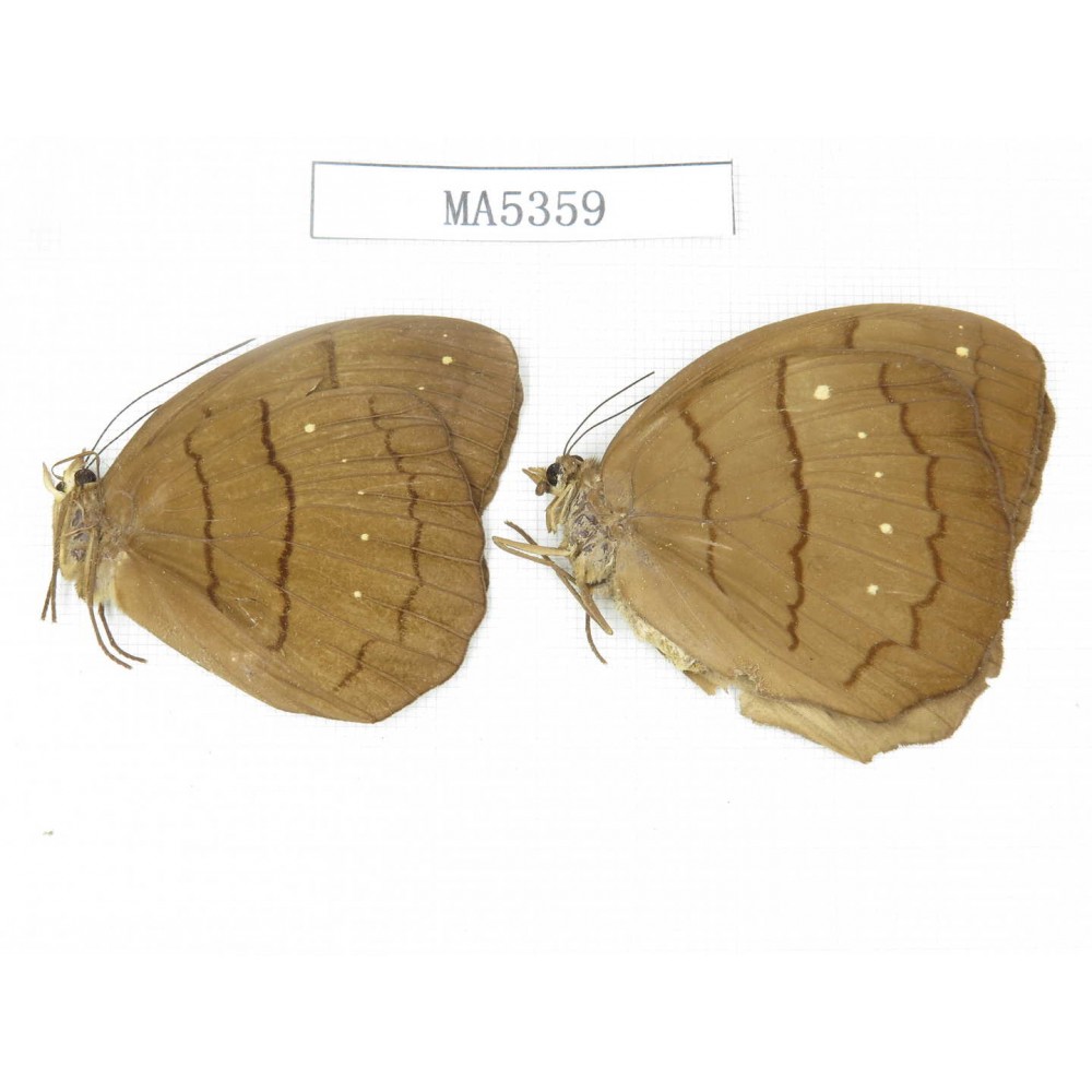 Faunis aerope. China, W of Sichuan, Yajiang county. 2M. MA5359.
