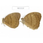 Faunis aerope. China, W of Sichuan, Yajiang county. 2M. MA5359.
