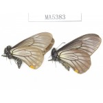 Papilio epycides ssp. China, W of Yunnan, Lijiang, N of Mt.Yunling. 2M. MA5383.