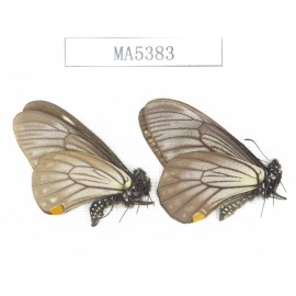 Papilio epycides ssp. China, W of Yunnan, Lijiang, N of Mt.Yunling. 2M. MA5383.