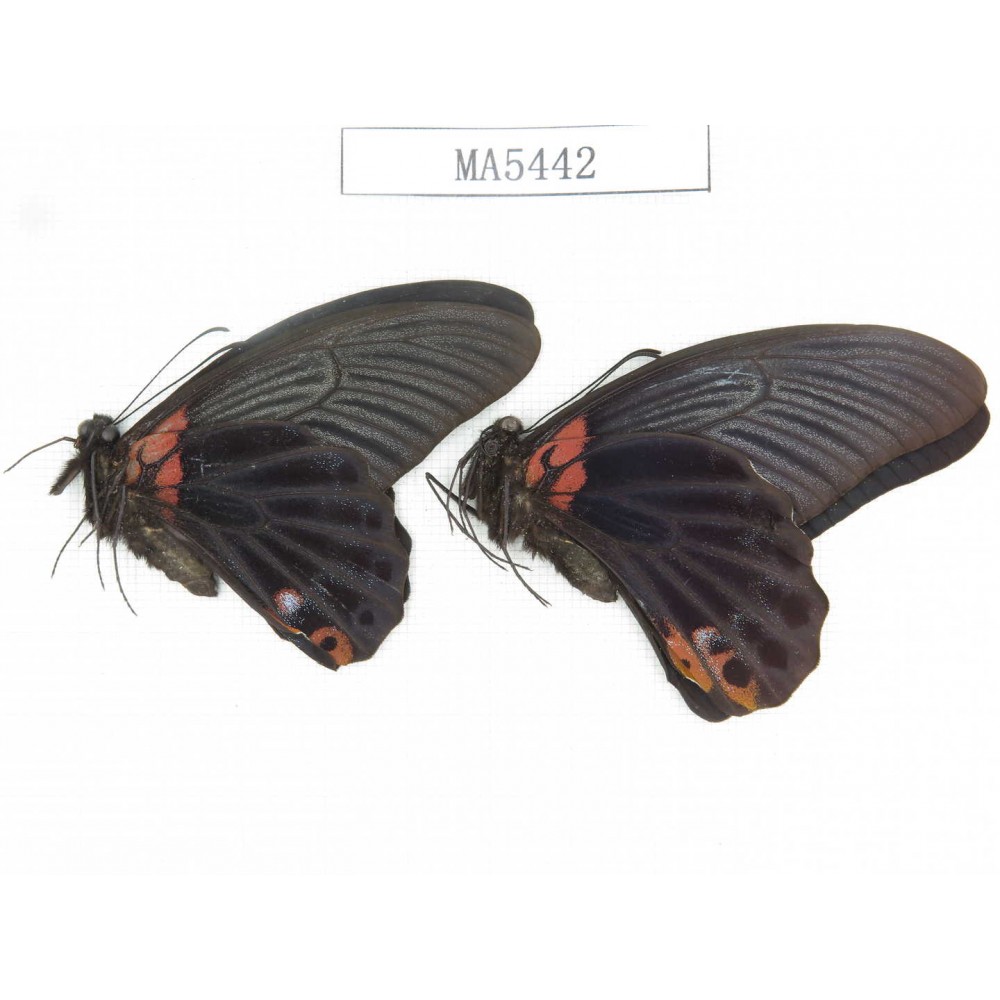 Papilio memnon ssp. China, W of Sichuan, Ganxi area, Danba county. 2M. MA5442.