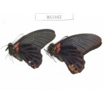 Papilio memnon ssp. China, W of Sichuan, Ganxi area, Danba county. 2M. MA5442.