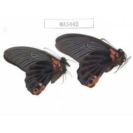 Papilio memnon ssp. China, W of Sichuan, Ganxi area, Danba county. 2M. MA5442.