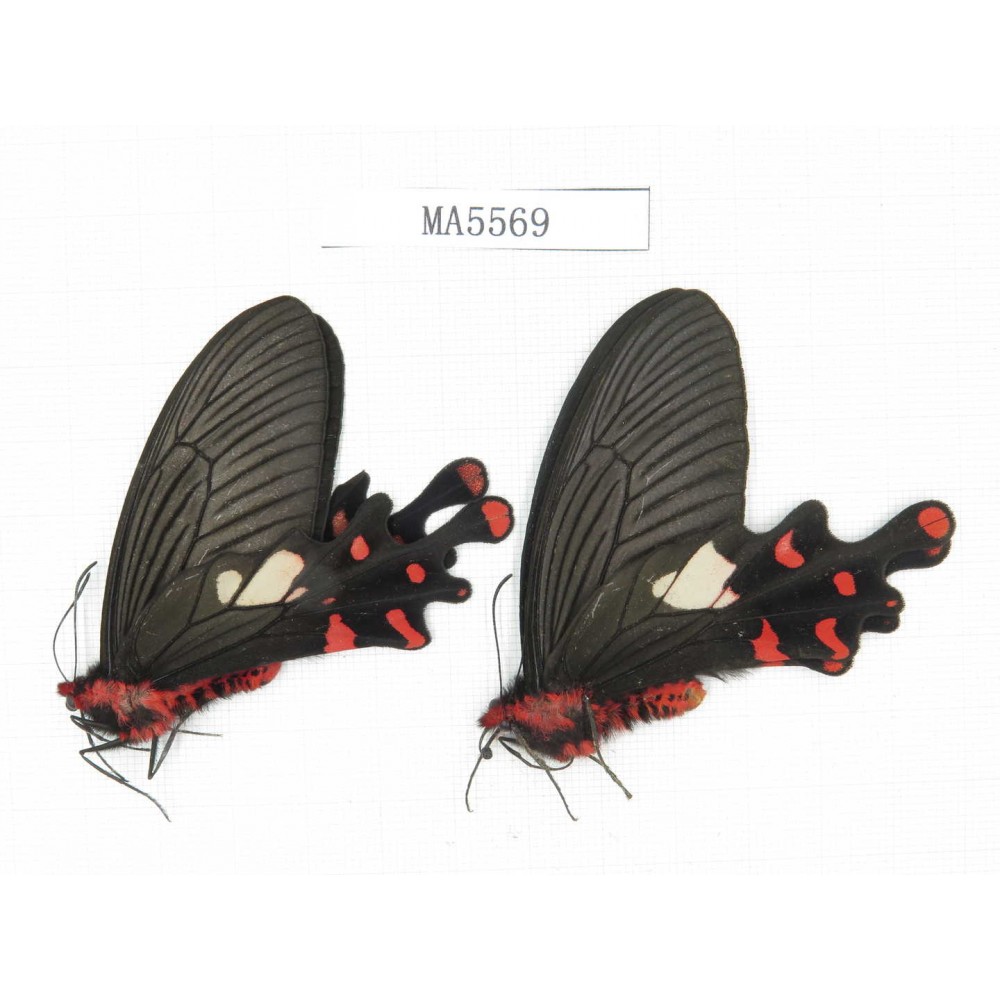 Byasa polueuctes polyeuctes. China, NW of Yunnan, Lijiang area, Yulong county, Tacheng. 2M. MA5569.