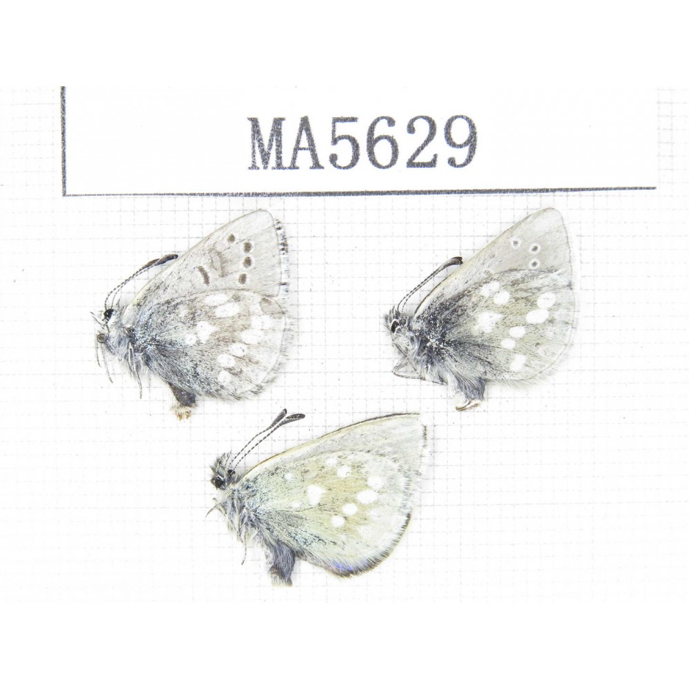 Albulina orbitula. China, Tibet, Qamdo, W of Jiangda county. 3M. MA5629.