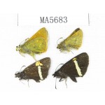 Barca bicolor & Thoressa sp. China, Yunnan, Lijiang, N of Mt.Yunling. 4M. MA5683.