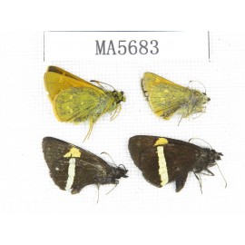 Barca bicolor & Thoressa sp. China, Yunnan, Lijiang, N of Mt.Yunling. 4M. MA5683.