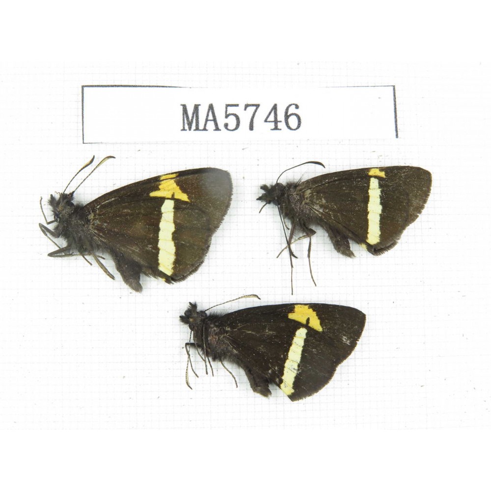 Barca bicolor. China, Yunnan, Deqin county, Mt.Meilixueshan. 3M. MA5746.