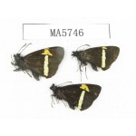 Barca bicolor. China, Yunnan, Deqin county, Mt.Meilixueshan. 3M. MA5746.