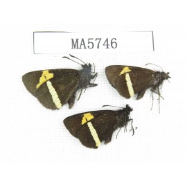 Barca bicolor. China, Yunnan, Deqin county, Mt.Meilixueshan. 3M. MA5746.