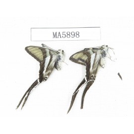 Lamproptera curius ssp. China, Yunnan, Dali, Yangbi county, N of Mt.Cangshan.2M. MA5898.
