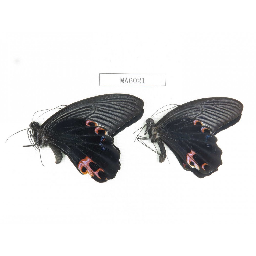 Papilio protenor ssp. China, NW of Yunnan, N part of Nujiang valley, S part of Mt.Biluoxueshan. 2M. MA6021.