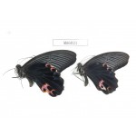 Papilio protenor ssp. China, NW of Yunnan, N part of Nujiang valley, S part of Mt.Biluoxueshan. 2M. MA6021.