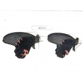 Papilio protenor ssp. China, NW of Yunnan, N part of Nujiang valley, S part of Mt.Biluoxueshan. 2M. MA6021.