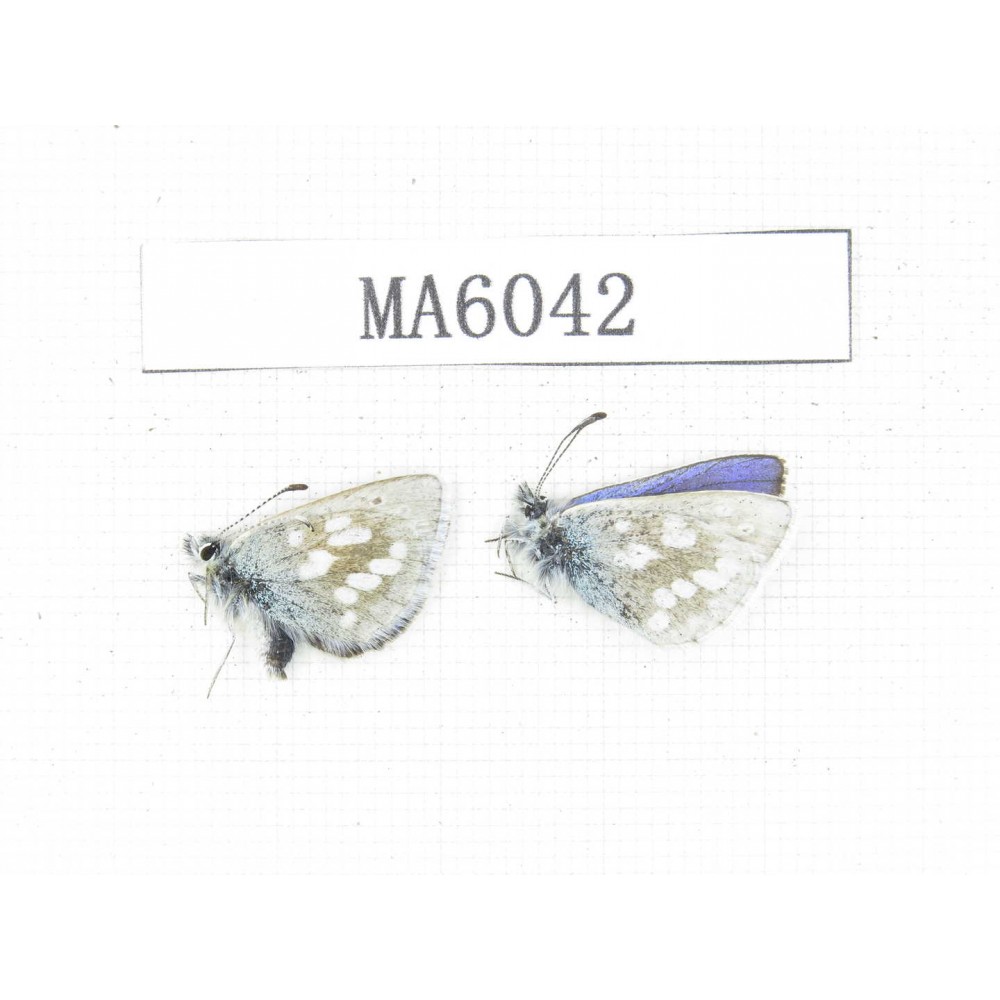 Albulina orbitula. China, Qinghai, Haixi, E of Wulan county. 2M. MA6042.