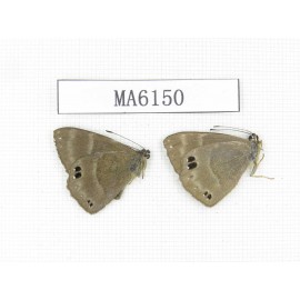 Abisara freda. China, Yunnan, Dali, Fengyi town. 2M. MA6150.