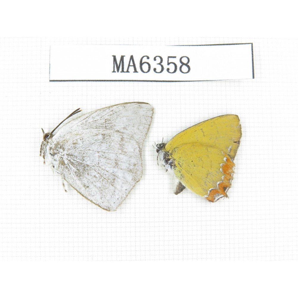 Heliophorus sp & Curetis acuta. China, Sichuan, Luding county. 2M. MA6358.