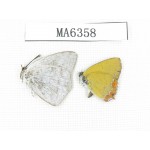 Heliophorus sp & Curetis acuta. China, Sichuan, Luding county. 2M. MA6358.