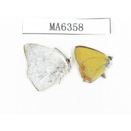 Heliophorus sp & Curetis acuta. China, Sichuan, Luding county. 2M. MA6358.