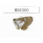 Daimio tethys. China, W of Sichuan, Luding county. 1M. MA6360.