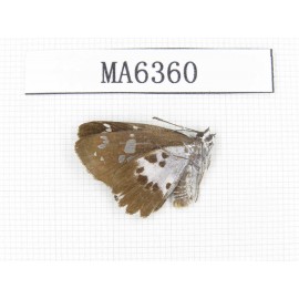 Daimio tethys. China, W of Sichuan, Luding county. 1M. MA6360.