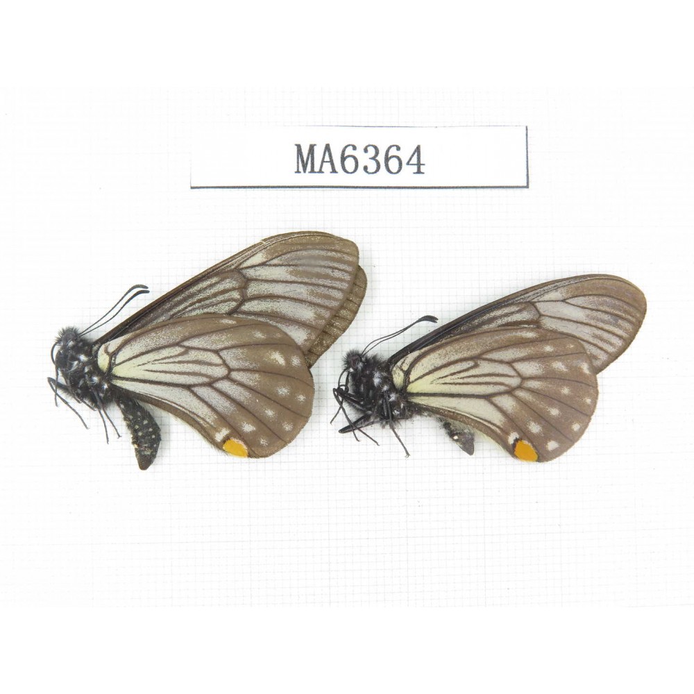 Papilio epycides ssp. China, W of Sichuan, Luding county. 2M. MA6364.