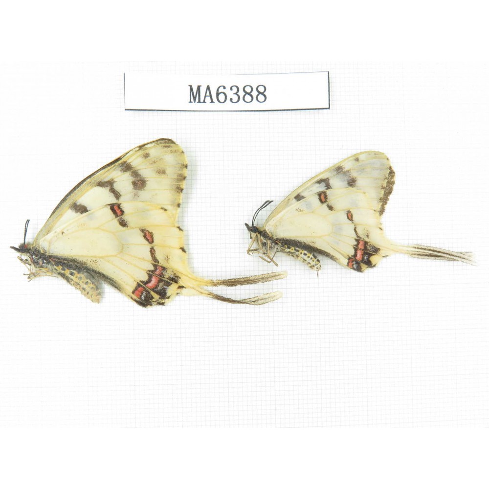 Sericinus montelus ssp. China, Jinlin, Changbaishan. 2M. MA6388.