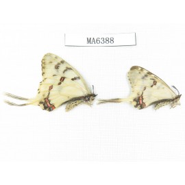 Sericinus montelus ssp. China, Jinlin, Changbaishan. 2M. MA6388.
