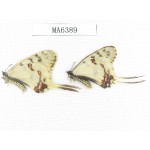 Sericinus montelus ssp. China, Jinlin, Changbaishan. 2M. MA6389.