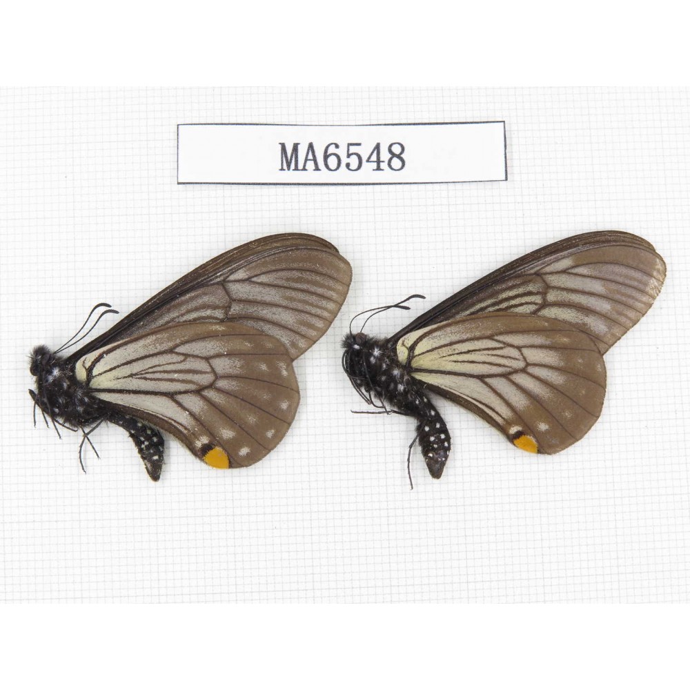 Papilio epycides ssp. China, W of Sichuan, Ganxi area, Danba county. 2M. MA6548.