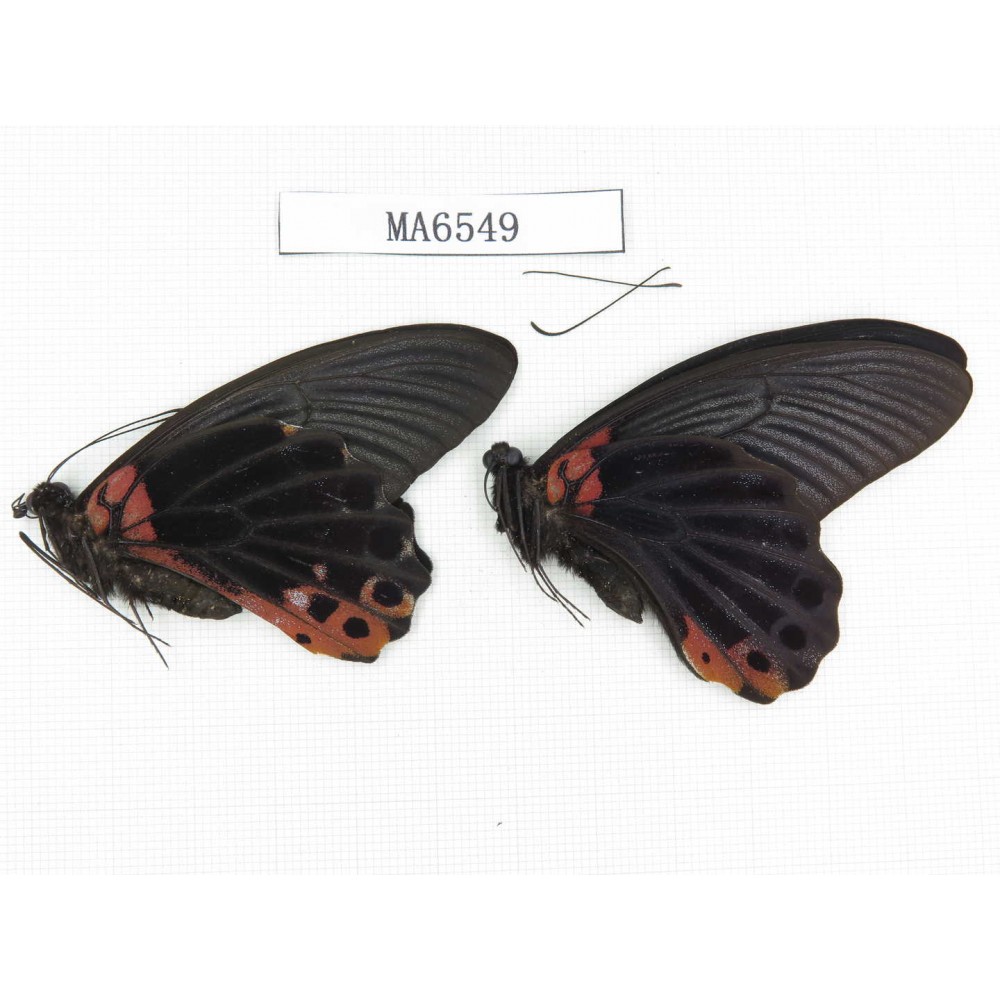 Papilio memnon ssp. China, W of Sichuan, Ganxi area, Danba county. 2M. MA6549.