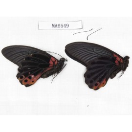 Papilio memnon ssp. China, W of Sichuan, Ganxi area, Danba county. 2M. MA6549.