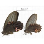 Papilio protenor ssp. China, W of Sichuan, Ya'an area, Lushan county. 2M. MA6617.