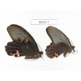 Papilio protenor ssp. China, W of Sichuan, Ya'an area, Lushan county. 2M. MA6617.