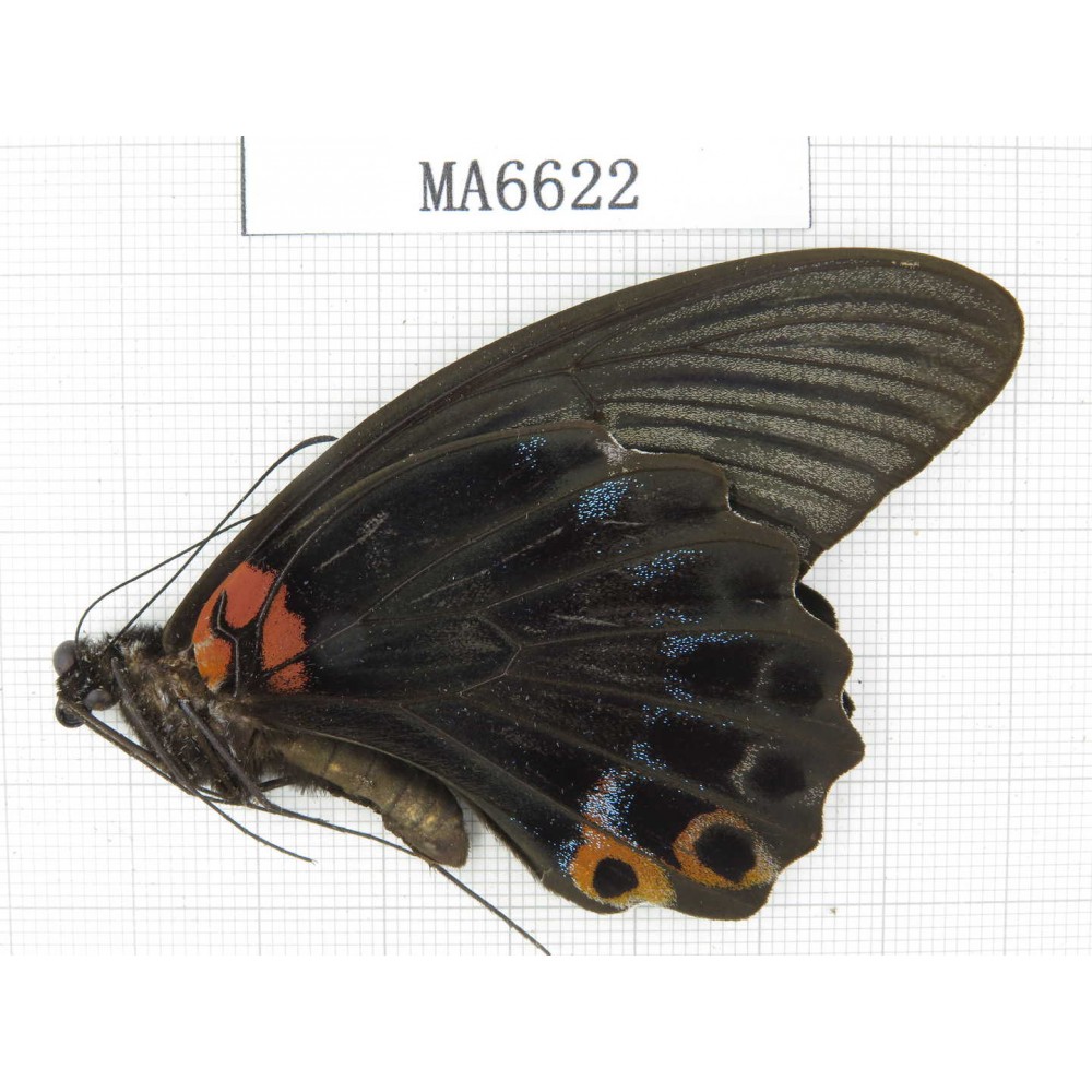 Papilio memnon ssp. China, W of Sichuan, Ya'an area, Lushan county. 1M. MA6622.