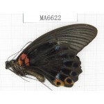 Papilio memnon ssp. China, W of Sichuan, Ya'an area, Lushan county. 1M. MA6622.