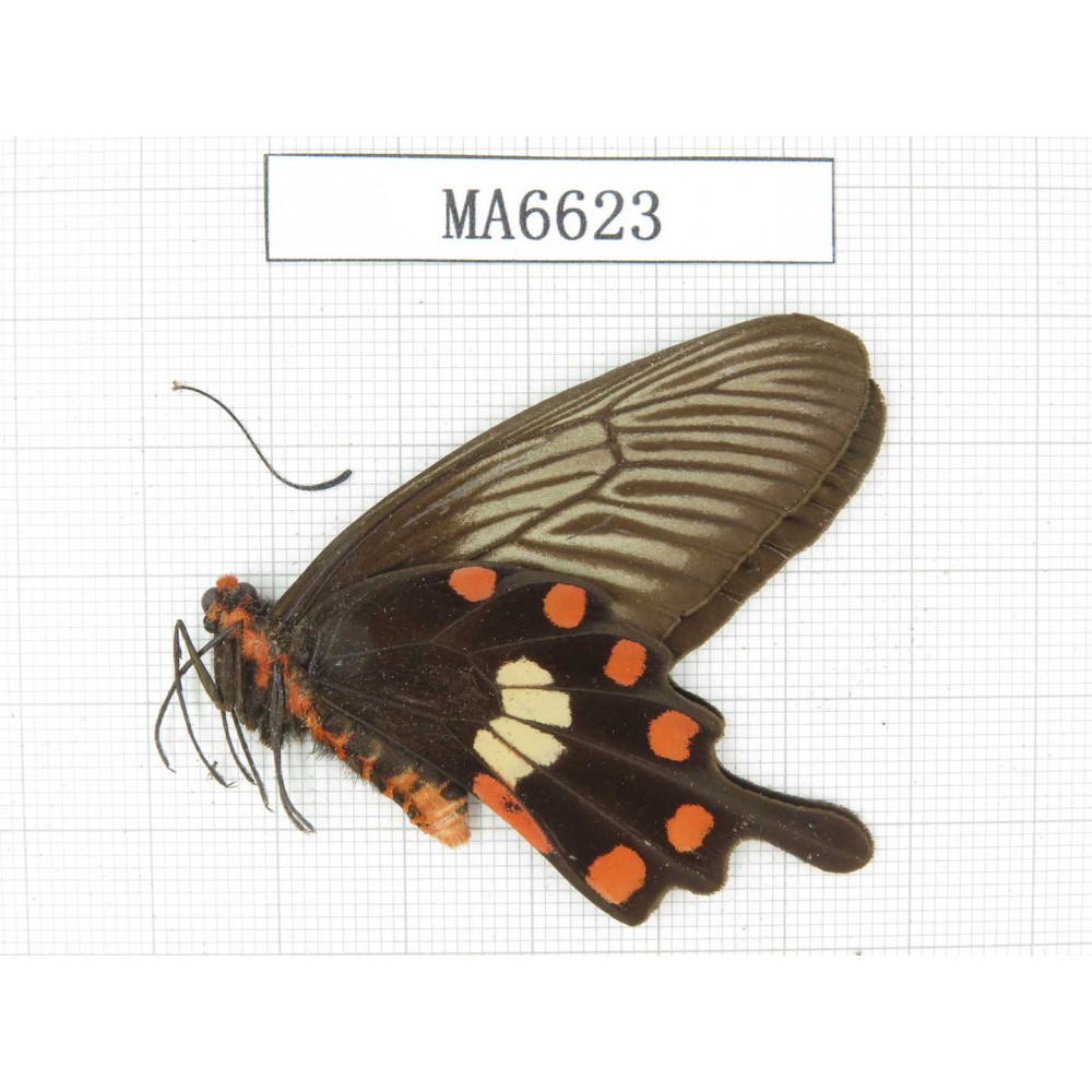 Pachliopta aristolochiae ssp. China, Sichuan, Ya'an, Lushan county. 1M. MA6623.