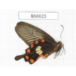 Pachliopta aristolochiae ssp. China, Sichuan, Ya'an, Lushan county. 1M. MA6623.