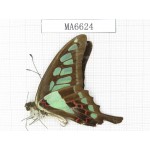 Graphium cloanthus ssp. China,  Sichuan,Ya'an, Lushan county. 1M.MA6624.