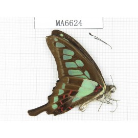 Graphium cloanthus ssp. China,  Sichuan,Ya'an, Lushan county. 1M.MA6624.