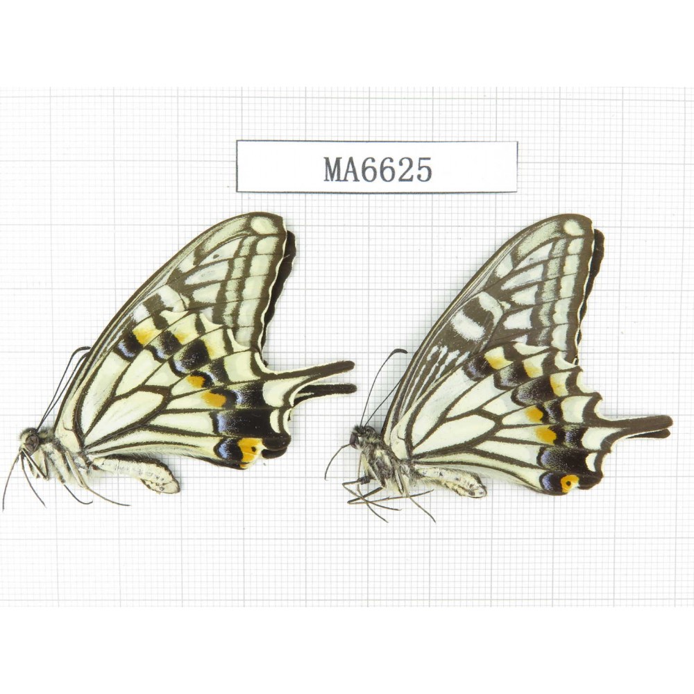 Papilio xuthus ssp. China, W of Sichuan, Ya'an area, Lushan county. 2M. MA6625.