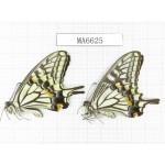 Papilio xuthus ssp. China, W of Sichuan, Ya'an area, Lushan county. 2M. MA6625.